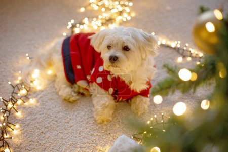 Téléchargez les photos : Mignon chien maltais dans un pull rouge, couché sur le sol dans une corde légère en forme de coeur - en image libre de droit