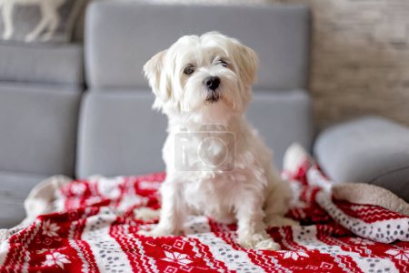 Téléchargez les photos : Chiot blanc mignon, chien de race maltaise, assis à la maison, chien de compagnie heureux et en bonne santé - en image libre de droit