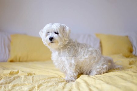 Photo for Cute white puppy, Maltese dog breed, sitting at home, happy and healthy pet dog - Royalty Free Image