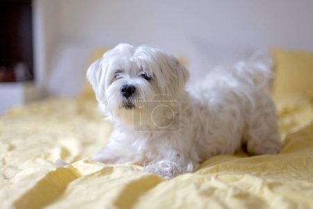Lindo cachorro blanco, raza de perro maltés, sentado en casa, perro mascota feliz y saludable