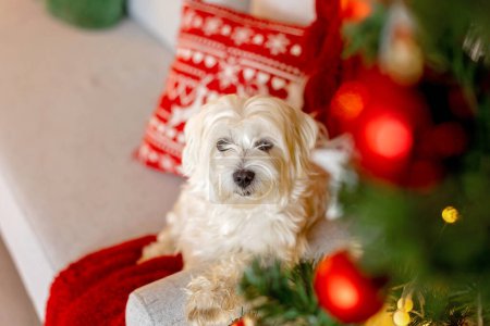 Téléchargez les photos : Chiot blanc mignon, race maltaise de chien, assis à la maison manger Noël, chien heureux et en bonne santé dans la chambre décorée de Noël - en image libre de droit