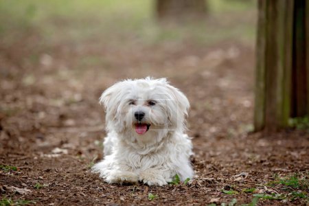 Photo for White fluffy maltese puppy dog in the park, family pet - Royalty Free Image
