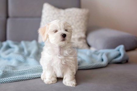 Photo for Cute little maltese dog puppy, sitting on the couch at home, curiously looking at camera - Royalty Free Image