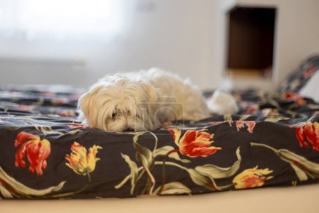 Foto de Lindo cachorro blanco, raza de perro maltés, sentado en casa, perro mascota feliz y saludable - Imagen libre de derechos