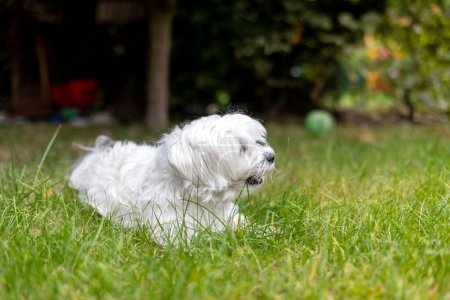 Téléchargez les photos : Chiot blanc mignon, race maltaise, course dans le jardin, chien de compagnie heureux et en bonne santé - en image libre de droit