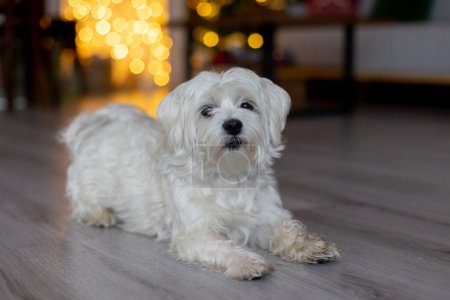 Téléchargez les photos : Chiot blanc mignon, race maltaise de chien, assis à la maison manger Noël, chien heureux et en bonne santé dans la chambre décorée de Noël - en image libre de droit