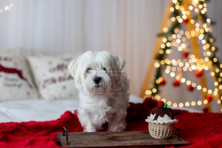 Photo for Cute white puppy, Maltese dog breed, sitting at homeat Christmas, happy and healthy dog in christmas decorated room - Royalty Free Image