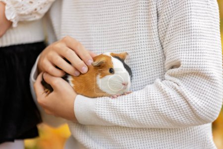 Photo for Child hands, holding guinea pig outdoors, autumntime - Royalty Free Image