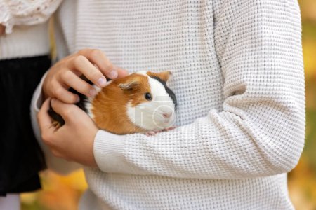 Photo for Child hands, holding guinea pig outdoors, autumntime - Royalty Free Image