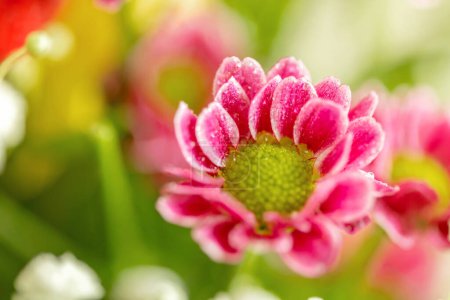 Foto de Hermoso ramo de flores de mezcla diferentes, macro shot - Imagen libre de derechos