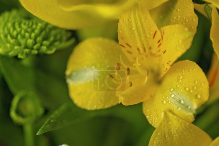 Téléchargez les photos : Beau bouquet différent mélange de fleurs, macro shot - en image libre de droit