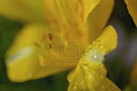 Foto de Hermoso ramo de flores de mezcla diferentes, macro shot - Imagen libre de derechos
