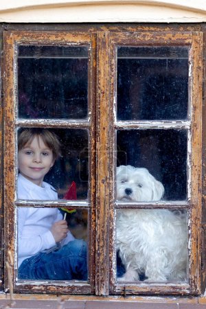 Téléchargez les photos : Enfant mignon et chien maltais, assis sur la fenêtre et mangeant de la sucette de pastèque, souriant de bonheur - en image libre de droit