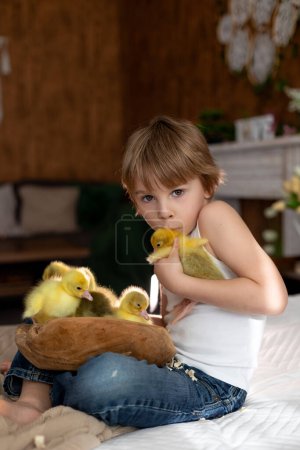 Foto de Feliz hermoso niño, niño, jugando con pequeños patitos hermosos o goslings,, lindo pájaro amarillo esponjoso - Imagen libre de derechos