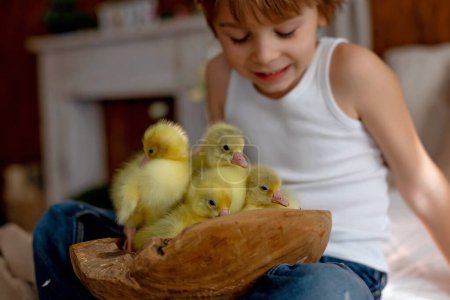 Téléchargez les photos : Joyeux bel enfant, enfant, jouant avec de beaux petits canetons ou oisons,, mignons oiseaux animaux jaunes pelucheux - en image libre de droit