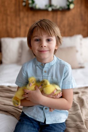 Foto de Feliz hermoso niño, niño, jugando con pequeños patitos hermosos o goslings,, lindo pájaro amarillo esponjoso - Imagen libre de derechos