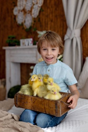 Photo for Happy beautiful child, kid, playing with small beautiful ducklings or goslings,, cute fluffy yellow animal birds - Royalty Free Image