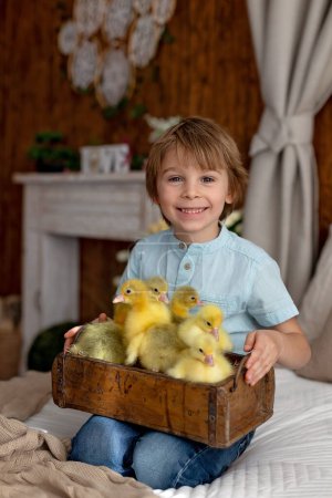 Photo for Happy beautiful child, kid, playing with small beautiful ducklings or goslings,, cute fluffy yellow animal birds - Royalty Free Image