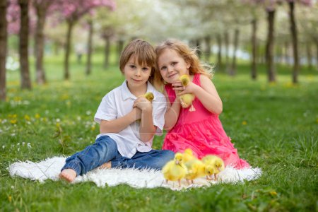 Happy beautiful child, kid, playing with small beautiful ducklings or goslings, cute fluffy yellow animal birds