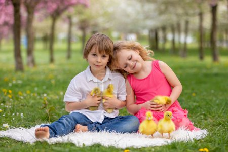 Photo for Happy beautiful child, kid, playing with small beautiful ducklings or goslings, cute fluffy yellow animal birds - Royalty Free Image