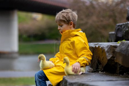 Téléchargez les photos : Mignon petit écolier, jouant avec le petit gosling dans le parc un jour de pluie, printemps - en image libre de droit