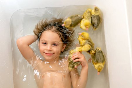 Happy beautiful child, kid, playing with small beautiful ducklings or goslings, cute fluffy yellow animal birds in bathtub, swimming