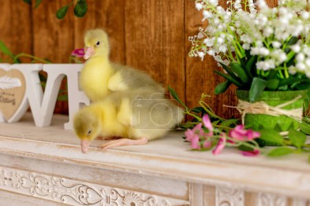 Foto de Lindos goslings amarillos, sentado en la mesa de la chimenea en casa - Imagen libre de derechos