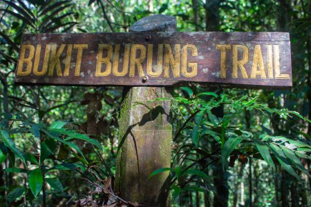 Kinabalu National Park, Sabah, Malaysia - February 22, 2023: Bukit Burung Trail is one of trail in the Kinabalu National Park offering views of Mount Kinabalu