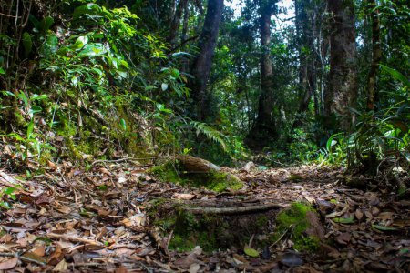 Photo for Dried leaves over trail used for trekking inside Kinabalu National Park, Sabah, Malaysia. A scenic pathway inside Kinabalu National Park, which is a UNESCO work heritage site. - Royalty Free Image