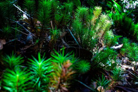 Photo for Tall moss (known as Dawsonia longifolia) seen along the trekking path in Kinabalu National Park, Sabah, Malaysia - Royalty Free Image