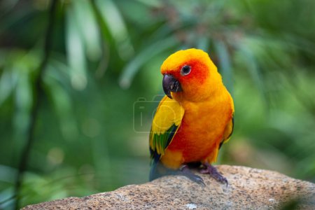 Beautiful and bright yellow colored Sun Parakeet sitting over a rock