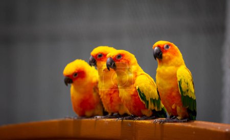 Téléchargez les photos : Groupe de belles et brillantes perruches de soleil de couleur jaune assis sur une barre de poignée - en image libre de droit