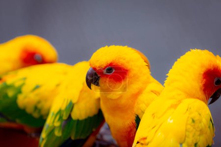 Téléchargez les photos : Groupe de belles et brillantes perruches de soleil de couleur jaune assis sur un bar - en image libre de droit