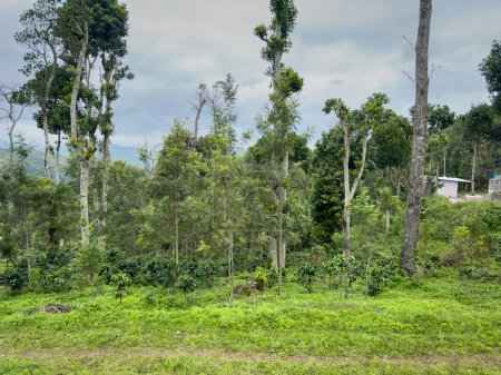 Téléchargez les photos : Vue panoramique sur le paysage de la région autour du village Pandrimalai près de la destination touristique populaire Kodaikanal. - en image libre de droit
