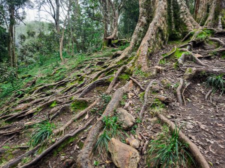 Roots of a giant tree at the Guna Cave, also known as Devil's Kitchen, is a popular tourist attraction located in Kodaikanal, Tamil Nadu. English Translation: Guna Cave