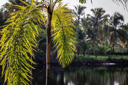 Grün entlang der Kochi-Backwaters im indischen Bundesstaat Kerala. Kochi (auch bekannt als Cochin) ist eine Küstenstadt mit viel Rückstau.