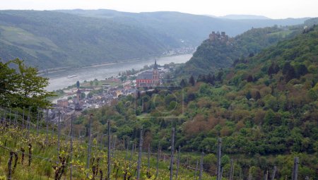 Hillside vineyards slopping toward the Rhine River, the town of Oberwesel and riverbend in the background below, Germany - May 5, 2022