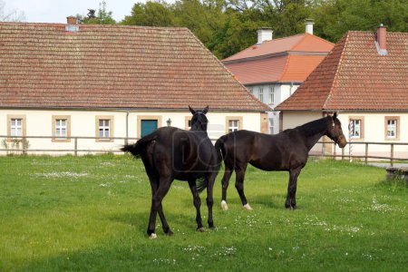 Black horses on a green lawn, on background of stables building, at Schloss Fasanerie, Palace complex from the 1700s, Eichenzell, Germany - May 10, 2022