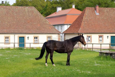 Black horse on a green lawn, on background of stables building, at Schloss Fasanerie, Palace complex from the 1700s, Eichenzell, Germany - May 10, 2022