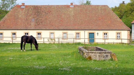 Black horse grazing on a green lawn, on background of stables building, at Schloss Fasanerie, Palace complex from the 1700s, Eichenzell, Germany - May 10, 2022