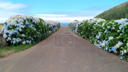 Foto de Hortensia floreciente, también conocida como hortensia, setos arbustivos a los lados de una carretera rural, Terceira, Azores, Portugal - 28 de julio de 2022 - Imagen libre de derechos