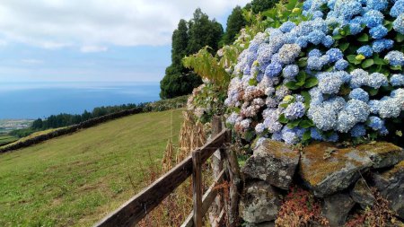 Foto de Hortensia floreciente, también conocida como hortensia, arbusto en la valla de piedra, sobre el fondo del paisaje rural y agrícola inclinado hacia el Océano Atlántico - Terceira, Azores, Portugal - 28 de julio de 2022 - Imagen libre de derechos
