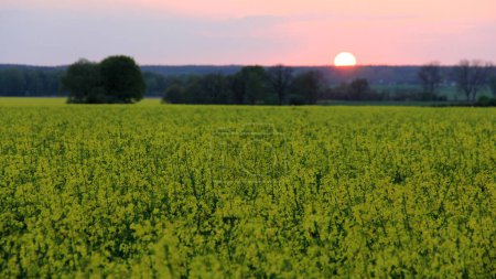 Blooming yellow rapeseed field with green trees in the background, in the evening twilight, setting sun on the horizon, near Ludwigslust, Mecklenburg-Vorpommern, Germany - May 1, 2012