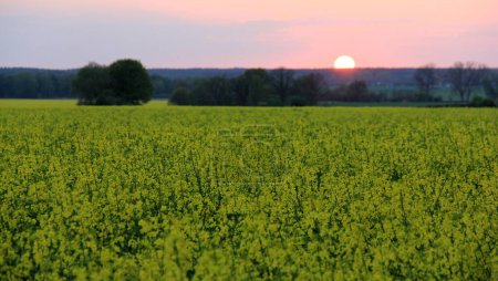 Blooming yellow rapeseed field with green trees in the background, in the evening twilight, setting sun on the horizon, near Ludwigslust, Mecklenburg-Vorpommern, Germany - May 1, 2012
