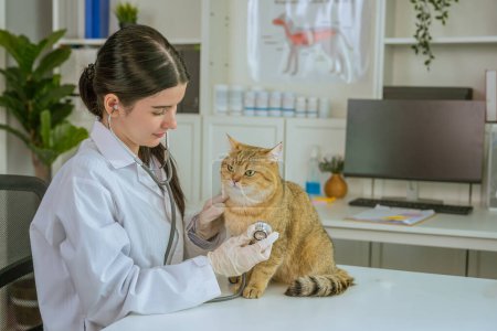 Téléchargez les photos : Une belle vétérinaire asiatique se démarque, examinant méticuleusement un adorable chat avec un stéthoscope dans l'environnement serein d'une clinique vétérinaire - en image libre de droit
