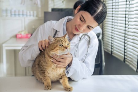 Bezauberndes Porträt einer entzückenden Katze, die ruhig auf dem Diagnosetisch liegt und von einer professionellen, schönen asiatischen Tierärztin in einer gepflegten Tierklinik umsorgt wird.