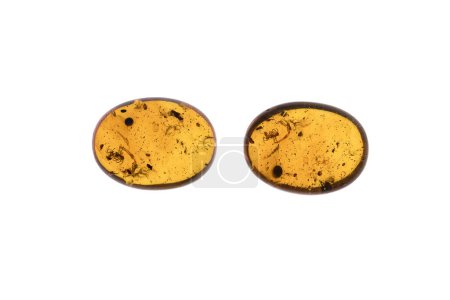 Photo for Two sides of Burmese amber, known as Burmite, showcasing prehistoric insects perfectly preserved inside, against a white background - Royalty Free Image