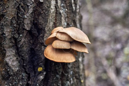 Photo for Parasitic mushrooms on tree bark. Natural background - Royalty Free Image