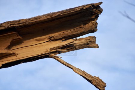 Photo for Photo of broken tree trunk against blue sky - Royalty Free Image