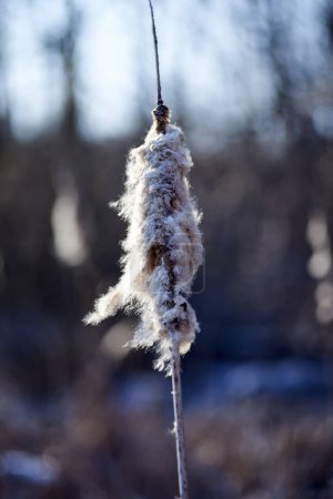 Photo for Thickets of cattails in winter against the background of trees. Fluffy cattail. - Royalty Free Image